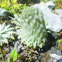 匙葉風毛菊 匙葉風毛菊