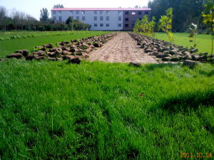 河南中牟苗木草坪基地 河南中牟苗木草坪基地