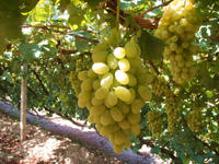 吐魯番葡萄 吐魯番葡萄