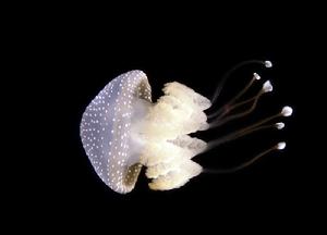 珍珠水母 珍珠水母