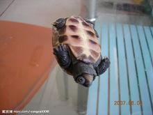 石板龜系列圖冊