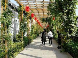 曹窪鄉[滄州市吳橋縣曹窪鄉]