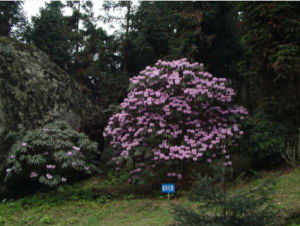 腺果杜鵑 腺果杜鵑