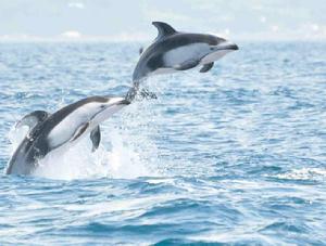 太平洋短吻海豚 太平洋短吻海豚
