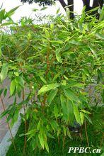 黎竹 Acidosasa venusta