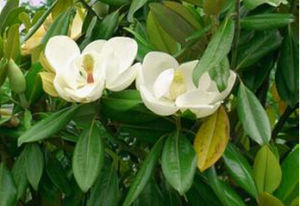 單心木蘭科 單心木蘭科