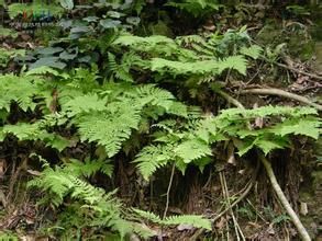 毛葉角蕨(變型) 毛葉角蕨(變型)