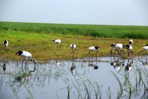 扎龍保護區 扎龍保護區