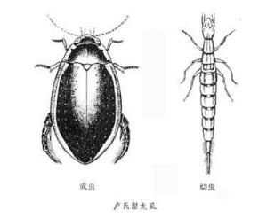 龍虱成蟲、幼蟲