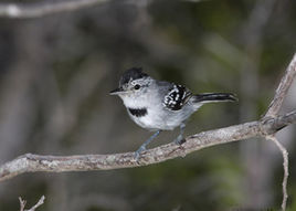灰喉蟻鷯 灰喉蟻鷯