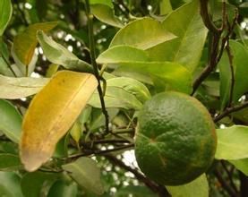 柑橘黃龍病菌 柑橘黃龍病菌