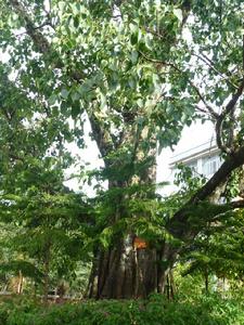 巴真菩提樹 巴真菩提樹