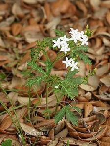 壞女人花 壞女人花