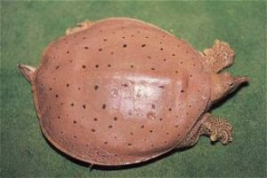 西部刺鱉 西部刺鱉