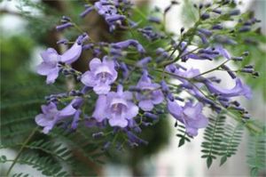 尖葉藍花楹 尖葉藍花楹