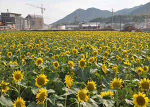 閩日1號 閩日1號
