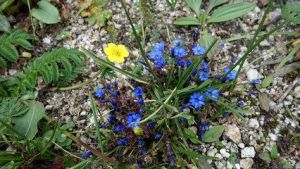 報春花龍膽 報春花龍膽