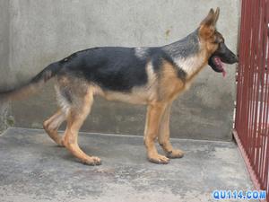德國牧羊狗 德國牧羊狗
