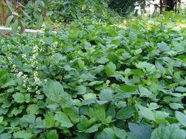 江西珍珠菜 江西珍珠菜