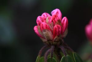 大瓦山上的美容杜鵑——大青樹攝影