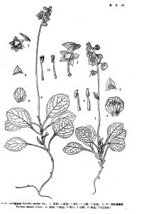 短柱鹿蹄草 短柱鹿蹄草