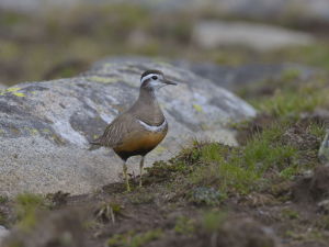 小嘴鴴屬 小嘴鴴屬