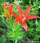 線葉百合 線葉百合