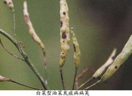 油菜炭疽病 油菜炭疽病