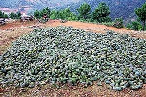 圖1 會東華山松籽採摘