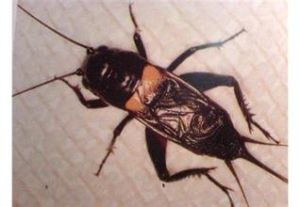 斑腿針蟋 斑腿針蟋