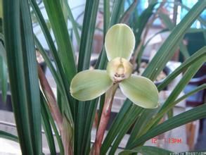 春蘭萬字 春蘭萬字