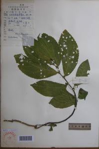 華南樓梯草 華南樓梯草