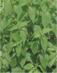 香茶菜根 香茶菜根