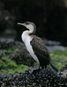 黑臉鸕鶿 黑臉鸕鶿