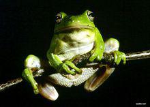 兩棲動物[漢語詞語]