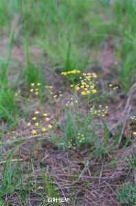 錐葉柴胡 錐葉柴胡