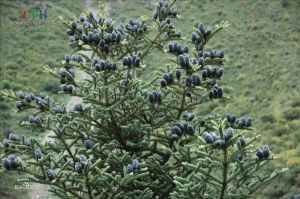 雲南黃果冷杉 雲南黃果冷杉