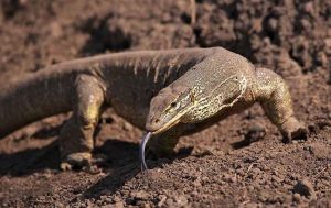 澳洲巨蜥 澳洲巨蜥