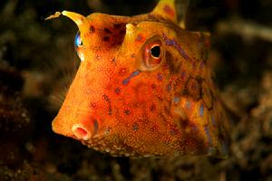 米點箱魨魚 米點箱魨魚