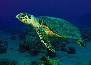 玳瑁[爬行綱海龜科動物]
