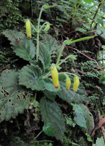 直瓣苣苔 直瓣苣苔