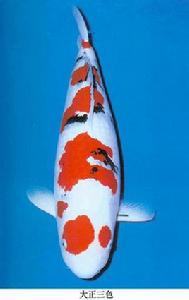 大正三色錦鯉 大正三色錦鯉