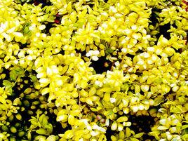 金葉龜甲冬青 金葉龜甲冬青