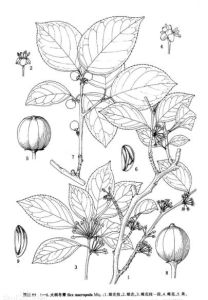 紫果冬青（原變種）