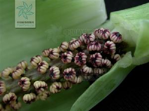 紅根南星 紅根南星