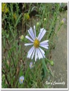 少毛褐毛紫菀 少毛褐毛紫菀