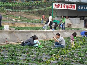 有機士多啤梨園
