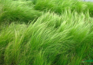 西北針茅 西北針茅