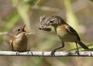 灰背多斑霸鶲 灰背多斑霸鶲