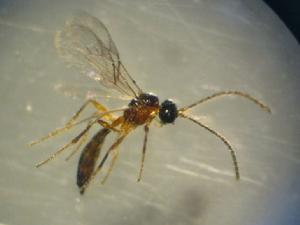 長角蚜繭蜂 長角蚜繭蜂